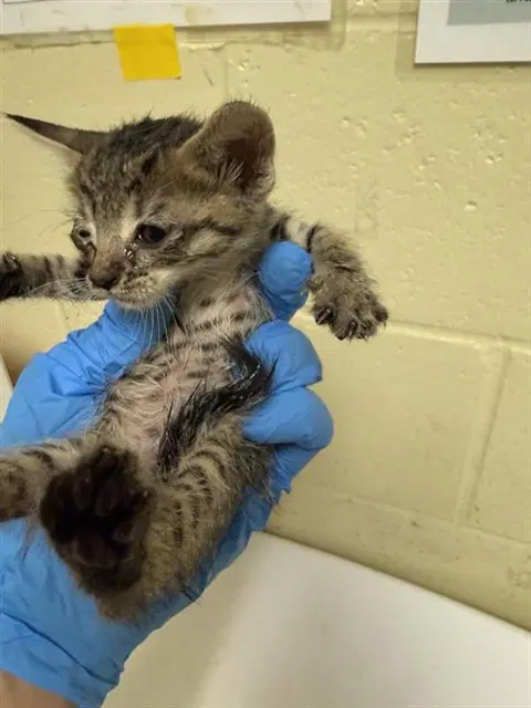 Unknown - Domestic Short Hair