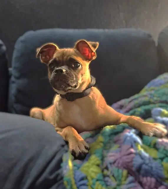 Samsonite - Pug