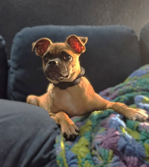 picture of the dog needing adoption