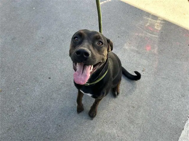Unknown - Pit Bull Terrier