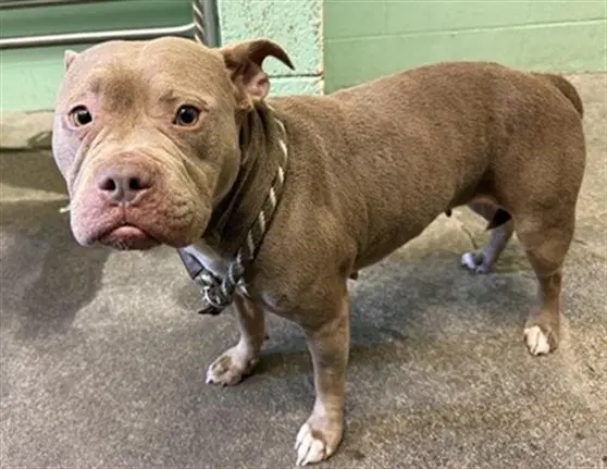 Luna - Pit Bull Terrier