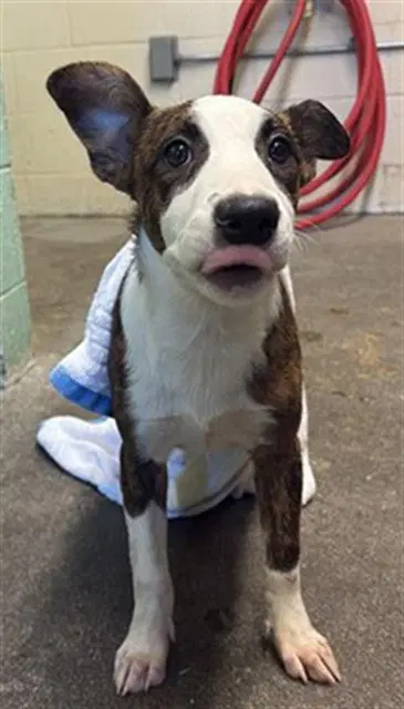 Blossom - Australian Cattle Dog/Blue Heeler