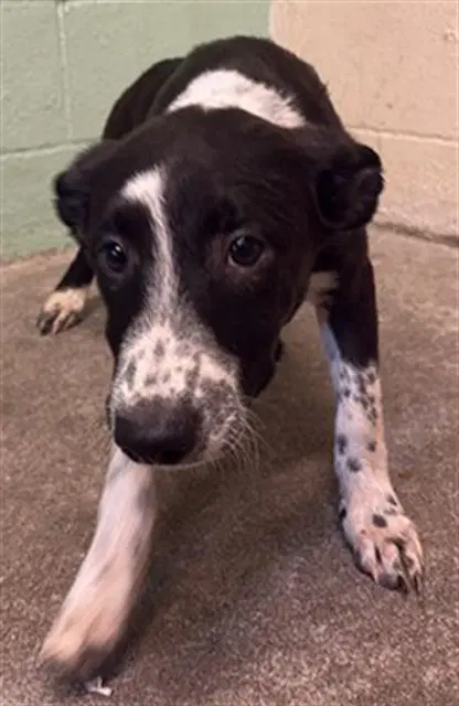 Bubbles - Australian Cattle Dog/Blue Heeler