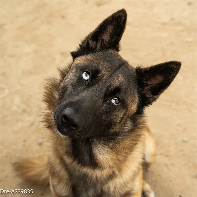 Dre - German Shepherd Dog