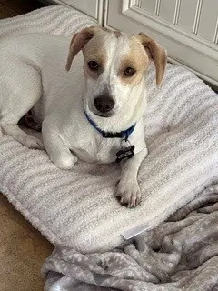 Oliver - Chihuahua