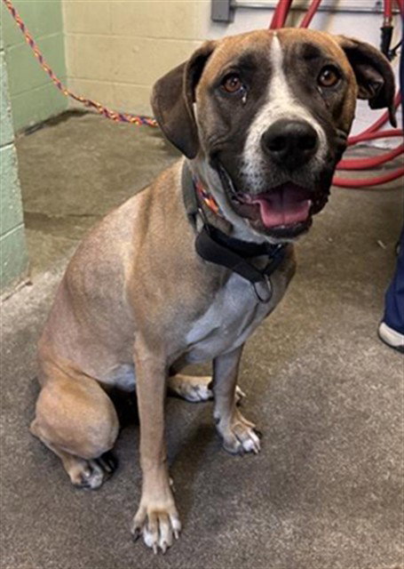 picture of the dog needing adoption
