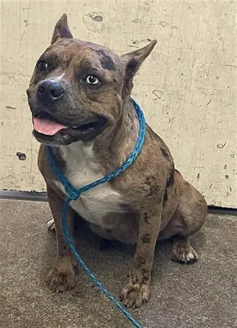 Peanut Cluster - French Bulldog
