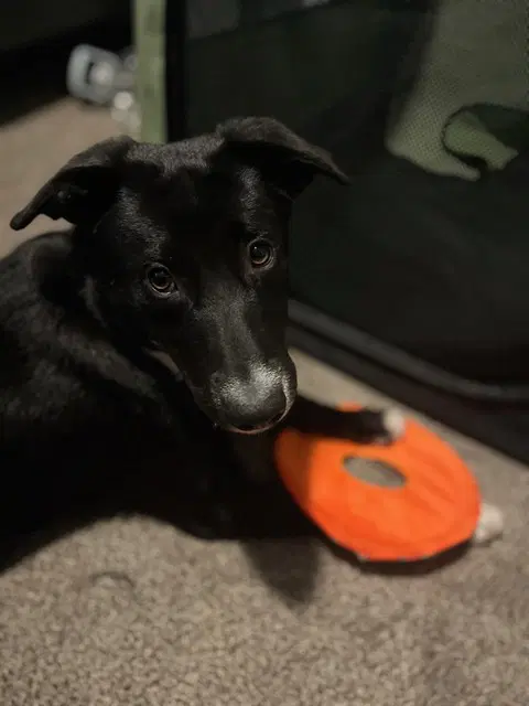 Molly - Labrador Retriever