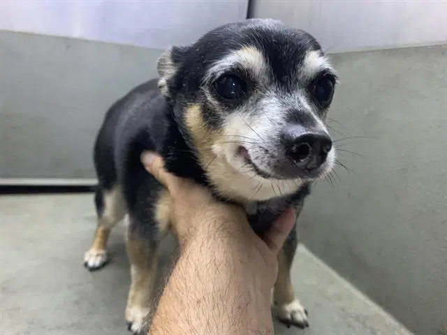 Chip - Chihuahua