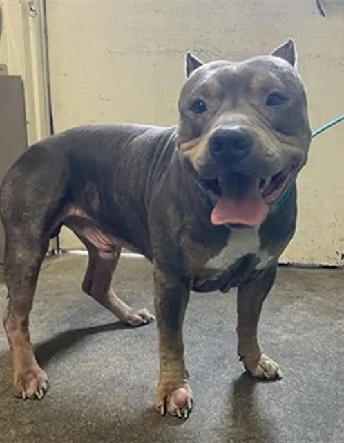 Taylor - Pit Bull Terrier