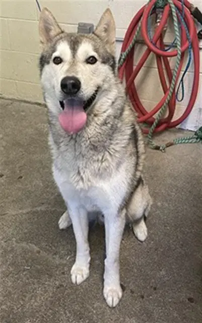 Baker - Siberian Husky