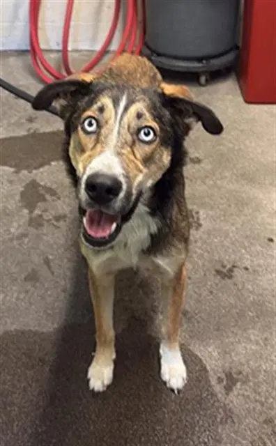 Jack - Australian Shepherd