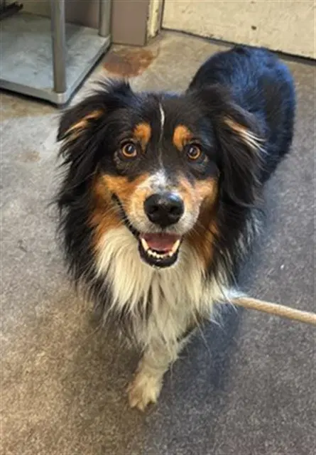 Astro - Australian Shepherd