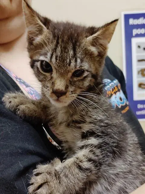 Craig - Domestic Short Hair
