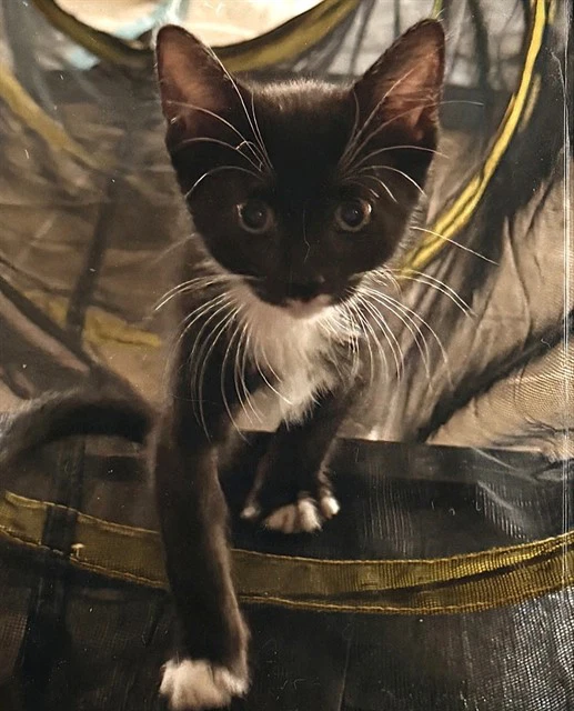 Poe Poe