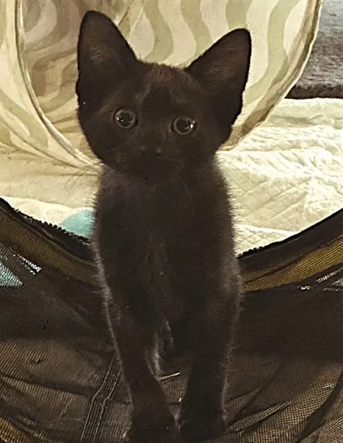 Oliver - Domestic Short Hair