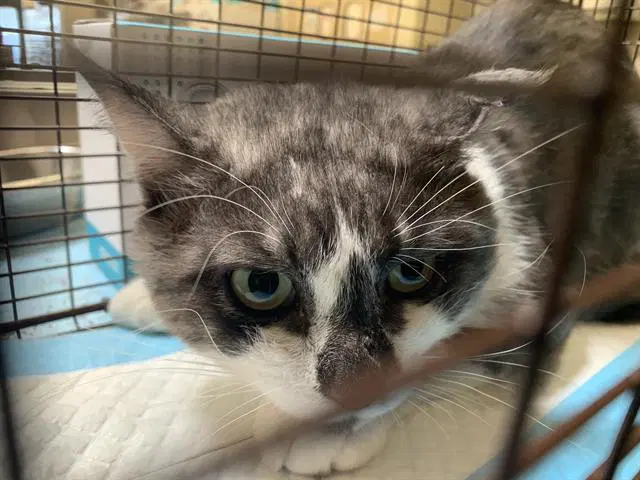 Smoke - Domestic Short Hair
