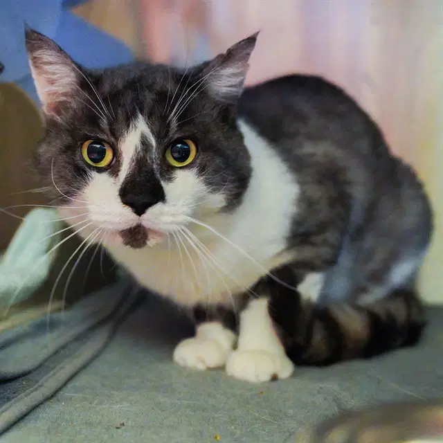Smoke - Domestic Short Hair