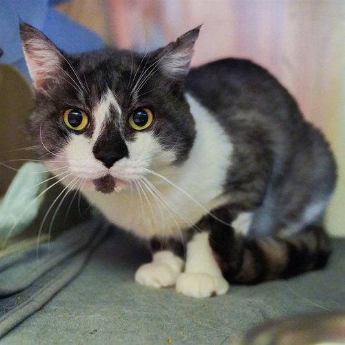 SMOKE, a cat for adoption from City of Sacramento Animal Care Services