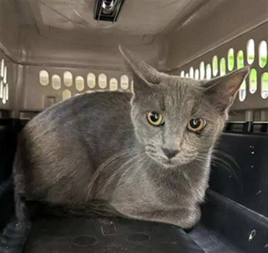 Unknown - Domestic Short Hair