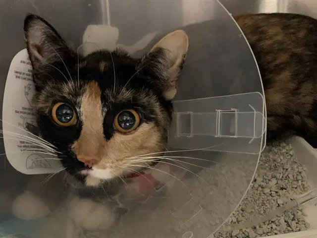 Harriet - Domestic Short Hair