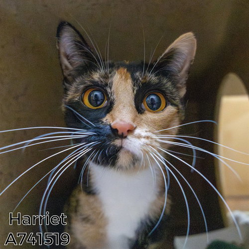 HARRIET, a cat for adoption from City of Sacramento Animal Care Services