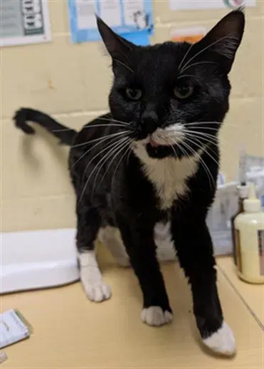 Greg - Domestic Short Hair