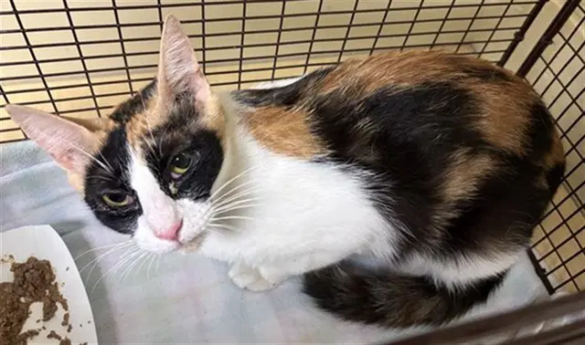 Unknown - Domestic Short Hair