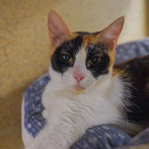 FLORAGATO, a cat for adoption from City of Sacramento Animal Care Services