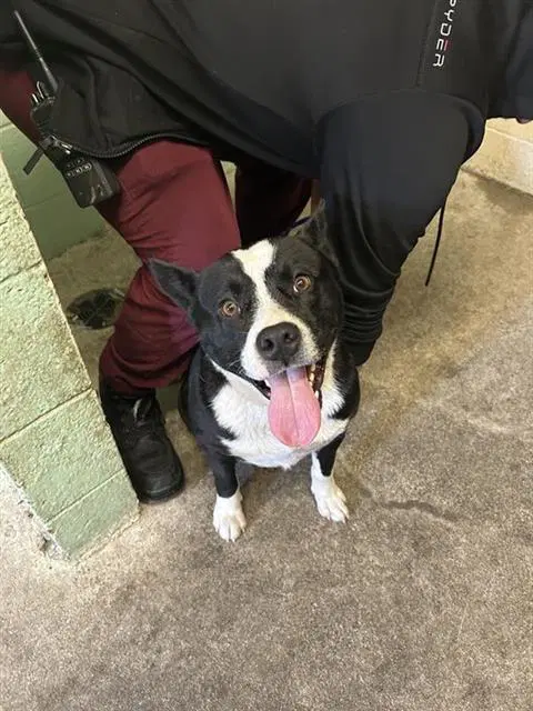 Albatross - Pit Bull Terrier