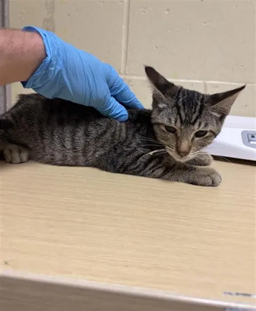Unknown - Domestic Short Hair