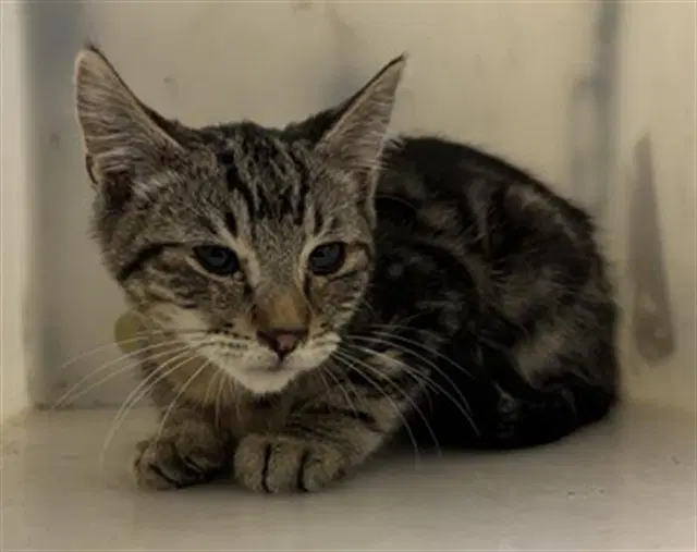 Unknown - Domestic Short Hair