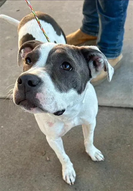 Carlito - Pit Bull Terrier