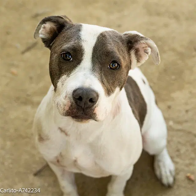 Carlito - Pit Bull Terrier