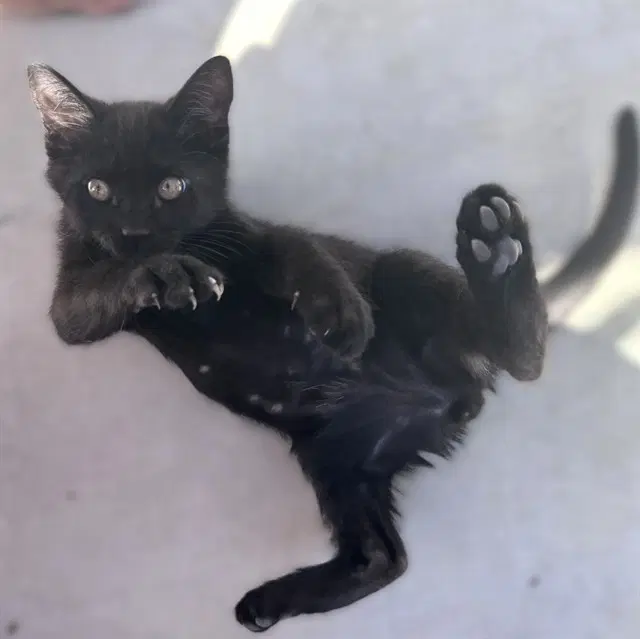 Unknown - Domestic Short Hair