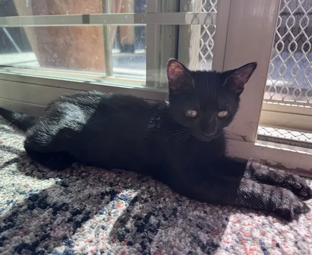 Unknown - Domestic Short Hair