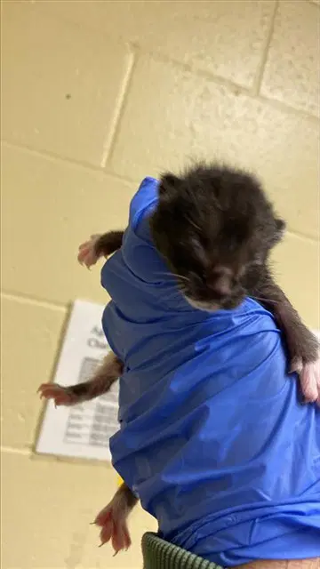 Unknown - Domestic Short Hair