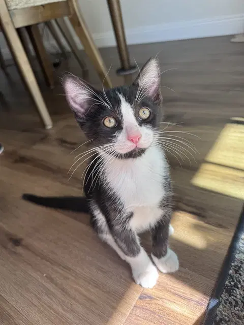 Unknown - Domestic Short Hair