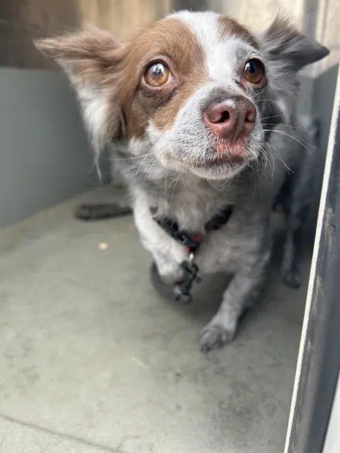Puddles - Chihuahua