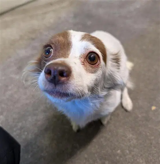Puddles - Chihuahua