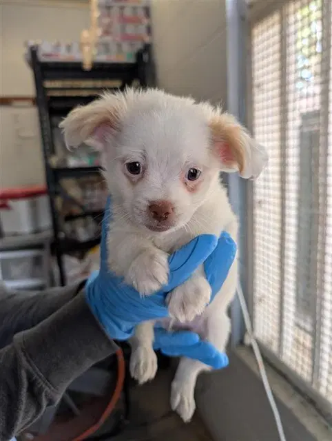 Bertie - Chihuahua