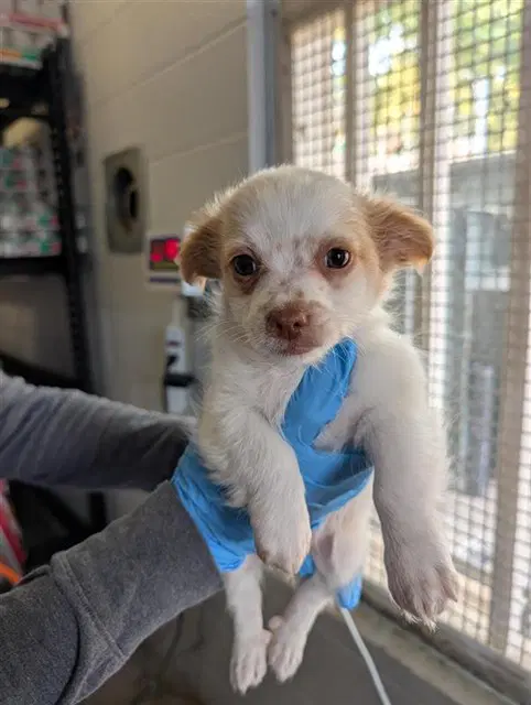 Robbie - Chihuahua