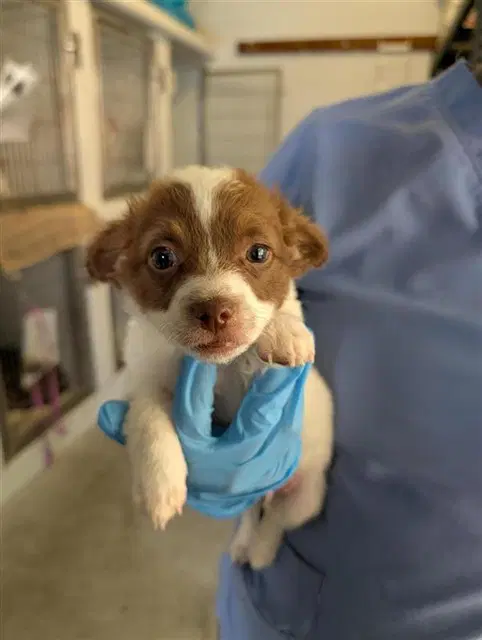 Brandy - Chihuahua