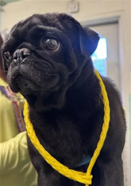 Lucas - Pug