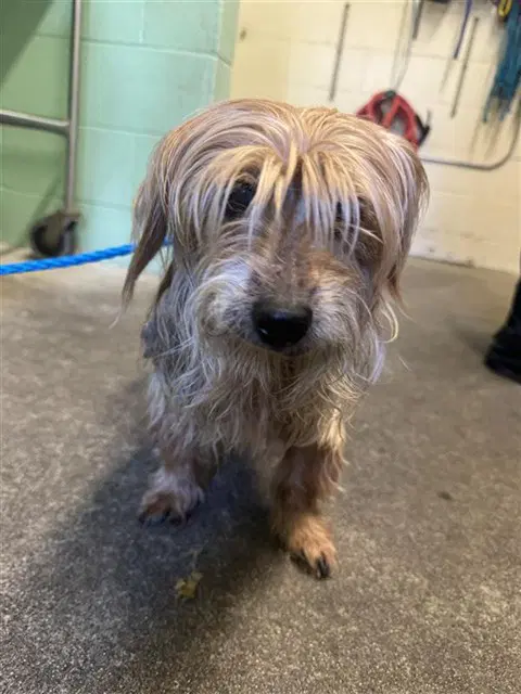 Unknown - Yorkshire Terrier Yorkie