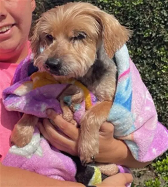 Unknown - Yorkshire Terrier Yorkie
