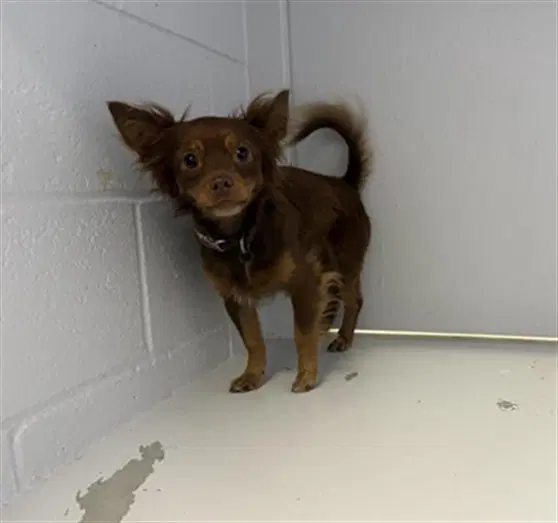 Eewok - Chihuahua
