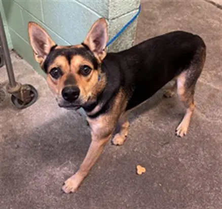 Scooby - German Shepherd Dog