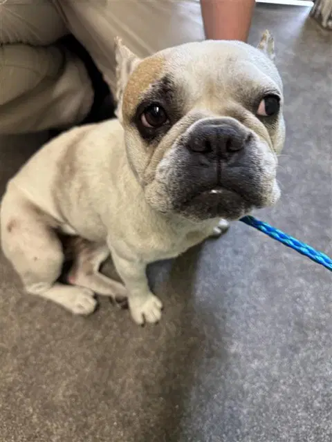 Zaffina - French Bulldog