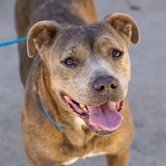 Griselda - Pit Bull Terrier